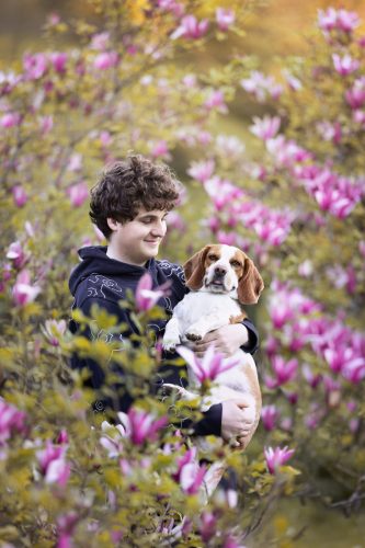 Chien croisé basset et beagle dans les bras de son propriétaire entourés par les fleurs de magnolias