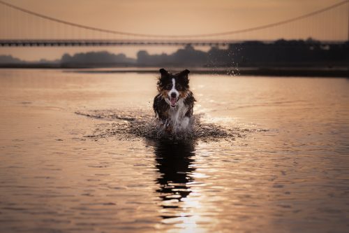 Berger australien qui court dans l'eau sous le lever de soleil