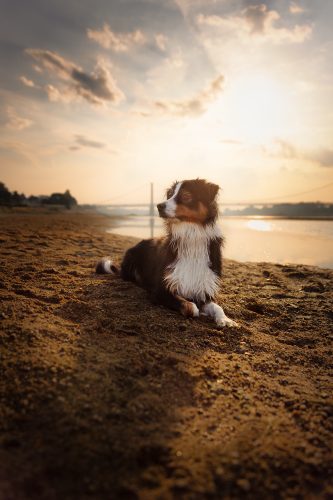 Chienne berger australien couché sur le sable sous le couché de soleil