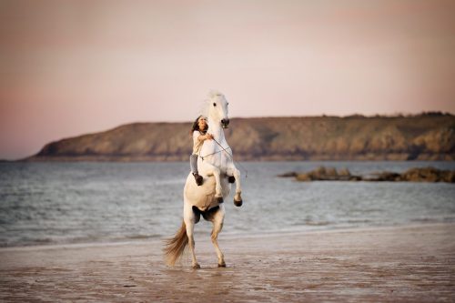 Cheval blanc en cabré avec sa cavalière à cru sous le coucher de soleil sur la plage