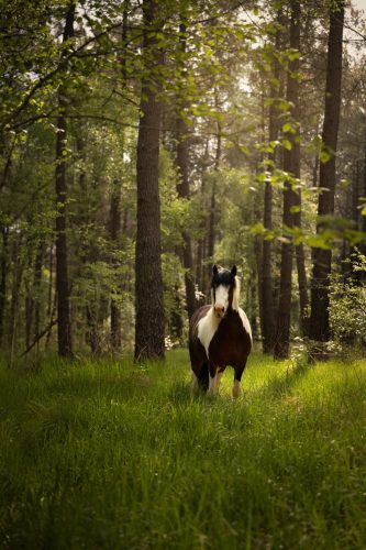 Cheval pie dans une forêt
