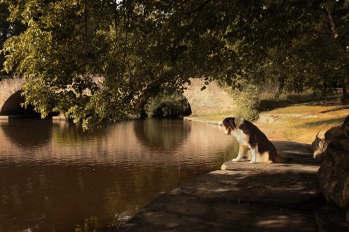 Chienne berger australien dans la lumière regarde l'eau avec derrière elle un pont
