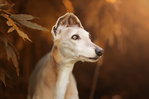 Chien lévrier whippet de 15 ans dans un décor d'automne