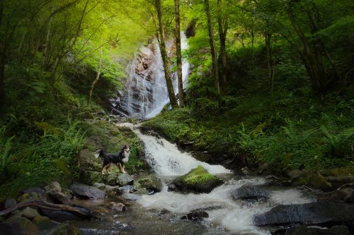 Chienne berger australien debout devant une cascade