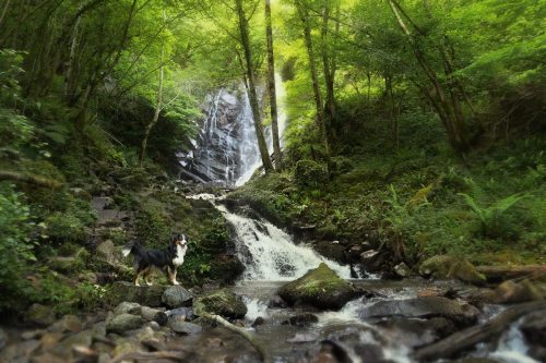 Chienne berger australien debout sur une pierre devant une cascade