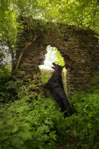 berger belge tervueren debout devant une ruine