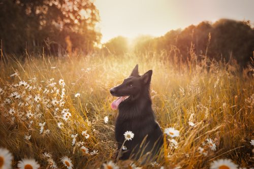 Chienne berger belge tervueren assise dans des paquerettes