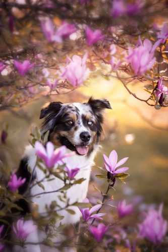 Chien berger australien bleu merle dans les magnolias