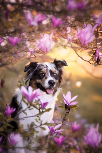 Chien berger australien bleu merle dans les magnolias