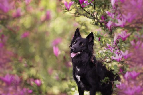 Chienne berger belge groenendael debout dans les magnolias