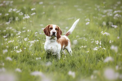 Chien croisé basset et beagle debout dans un champ de fleurs blanches