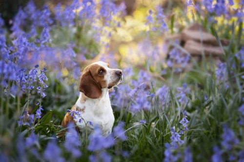 Chien croisé basset et beagle assis dans un champ de jacinthes