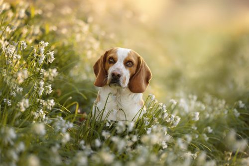 Chien croisé basset et beagle assis dans un champ de fleurs blanches