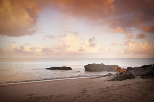 IMG 3258-Modifier-copie-2